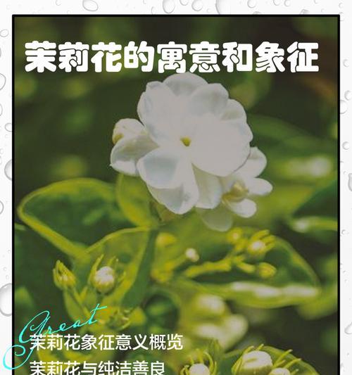 绿色的花象征纯洁吗？绿色花的含义是什么？