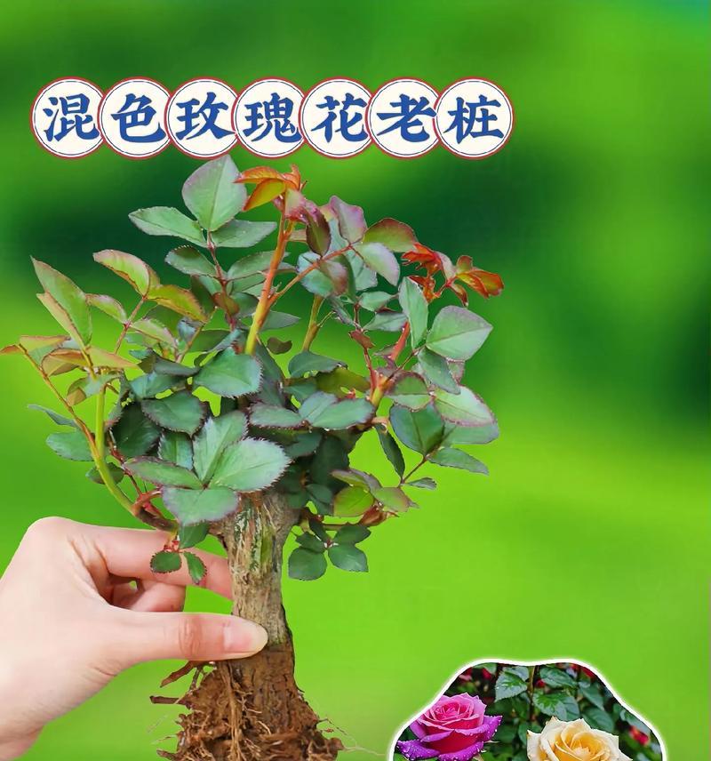 绿色的花象征纯洁吗？绿色花的含义是什么？