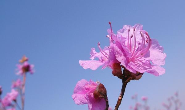 多蓝色娟花的意义是什么？它象征着什么？