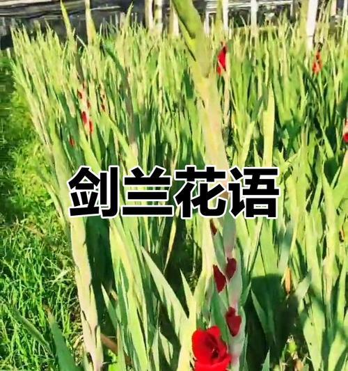 节节高花寓意和象征什么？