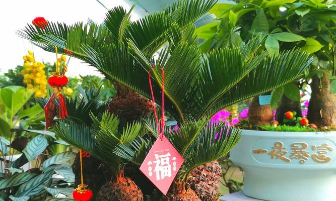 节节高花寓意和象征什么？