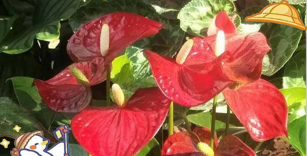 象征纯白爱情的花有哪些？它们各自代表了什么？