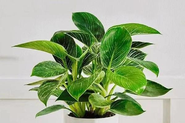 象征纯白爱情的花有哪些？它们各自代表了什么？