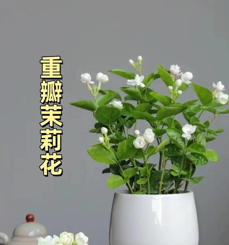 哪种树花象征不同花语的爱情？象征不同花语爱情的树花有哪些？