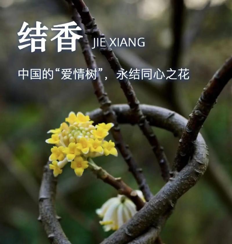 哪种树花象征不同花语的爱情？象征不同花语爱情的树花有哪些？
