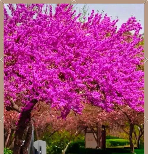 哪种树花象征不同花语的爱情？象征不同花语爱情的树花有哪些？