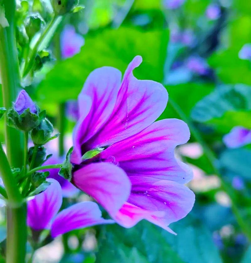 初夏有哪些花象征爱情？它们的寓意和象征是什么？