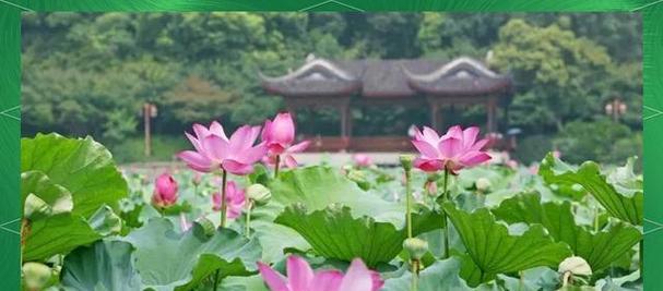 初夏有哪些花象征爱情？它们的寓意和象征是什么？