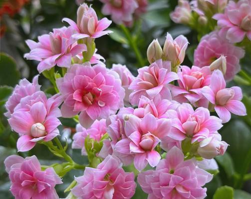 古代哪些花象征着长寿？