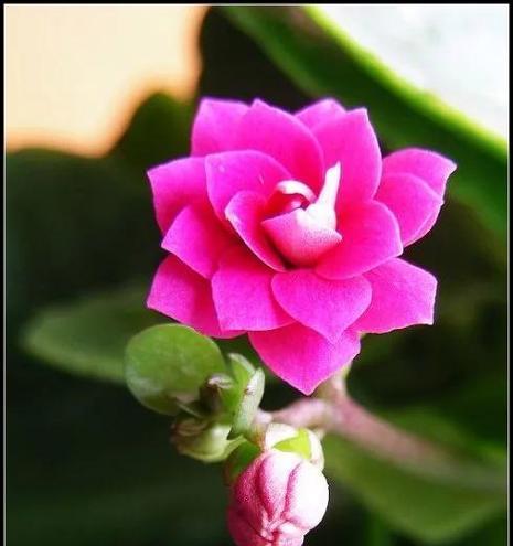 古代哪些花象征着长寿？