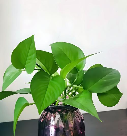 哪种植物的花寓意长久好运？它的花语是什么？