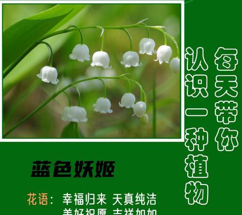 哪种植物的花寓意长久好运？它的花语是什么？