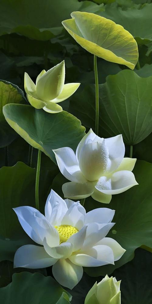 哪种花象征吉祥好运健康？吉祥好运健康的花是什么？
