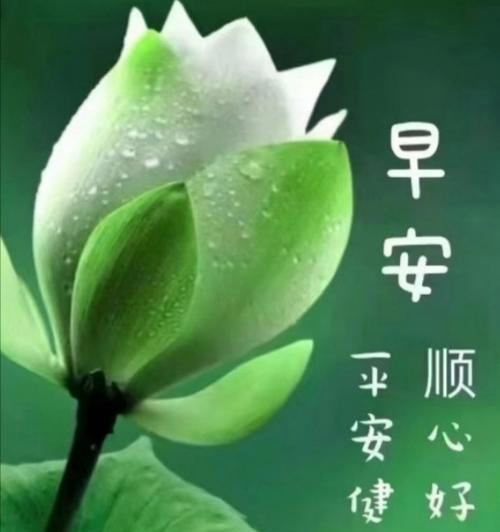 健康平安花语是什么？哪种花寓意健康平安？