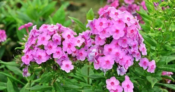 幸福花的花语是什么？幸福花的寓意有哪些？