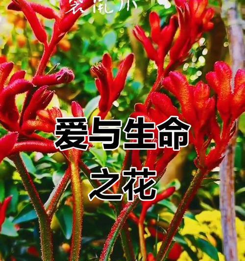 什么花象征着一路平安？它的寓意是什么？