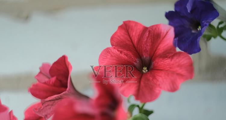 红色牵牛花的寓意是什么？