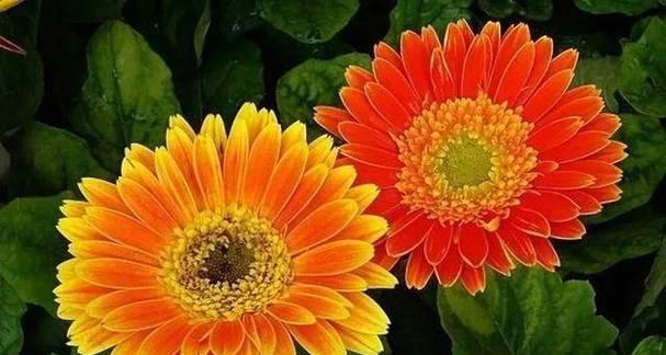 哪种花象征智慧与幸福？智慧与幸福的花象征是什么？