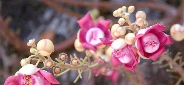哪种花象征智慧与幸福？智慧与幸福的花象征是什么？