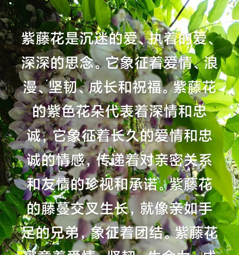 哪种花寓意代表忠爱的爱情？