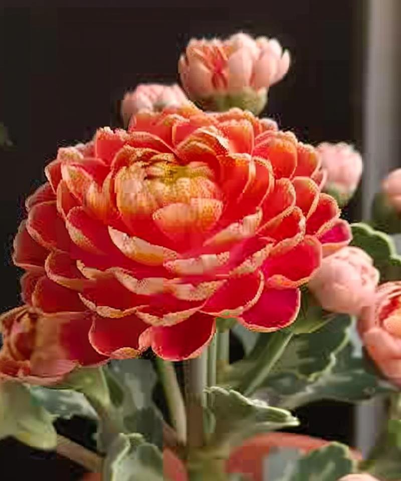 哪种花的寓意与健康相关？