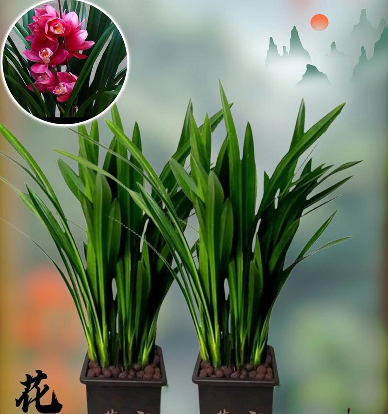 三花不同花色的寓意？每种颜色代表什么意义？