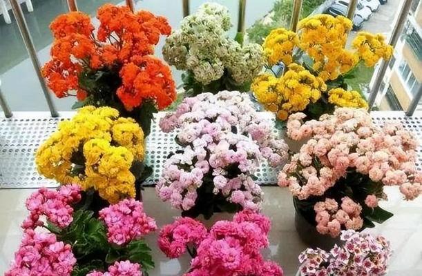 哪些花寓意健康？健康寓意花卉的选择指南是什么？