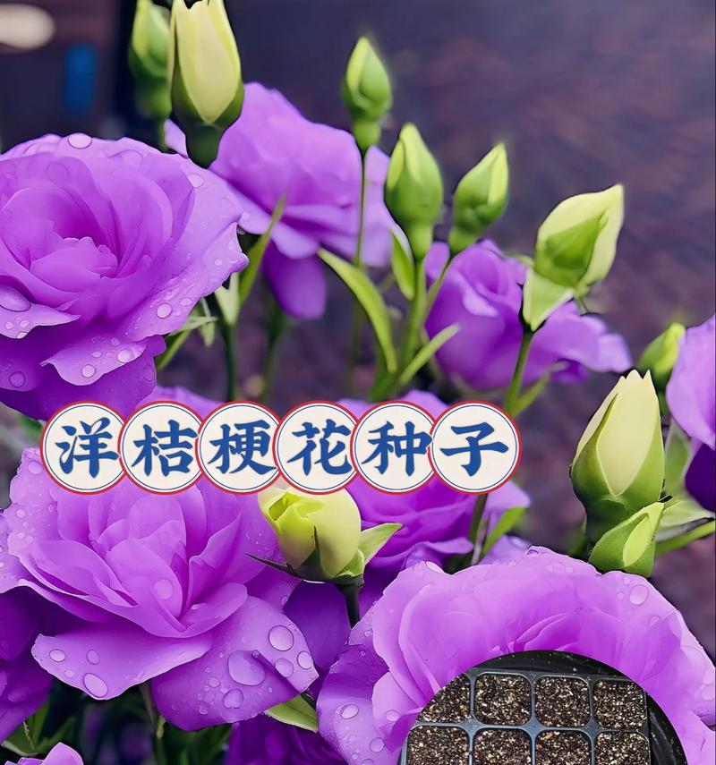 紫色桔梗花的花语是什么？它代表什么寓意？