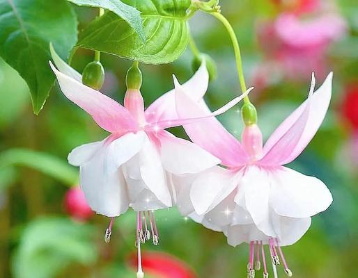 白色灯笼花的花语是什么？白色灯笼花代表什么？