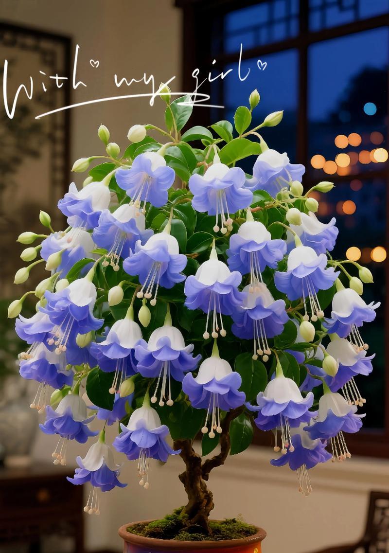 白色灯笼花的花语是什么？白色灯笼花代表什么？