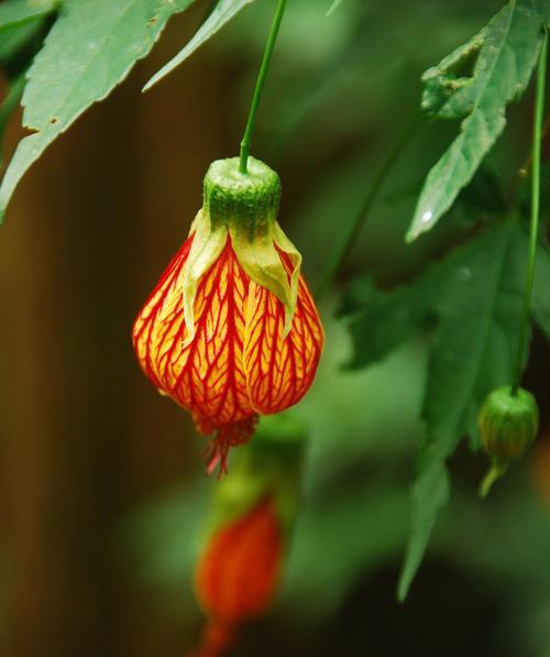 白色灯笼花的花语是什么？白色灯笼花代表什么？