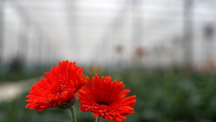 两朵红色花皮筋代表什么？两朵红色花皮筋的寓意是什么？