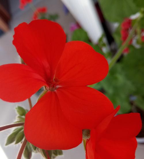两朵红色花皮筋代表什么？两朵红色花皮筋的寓意是什么？