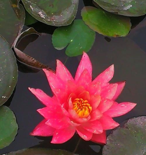 莲韵花语美满是什么意思？莲韵花象征着什么？