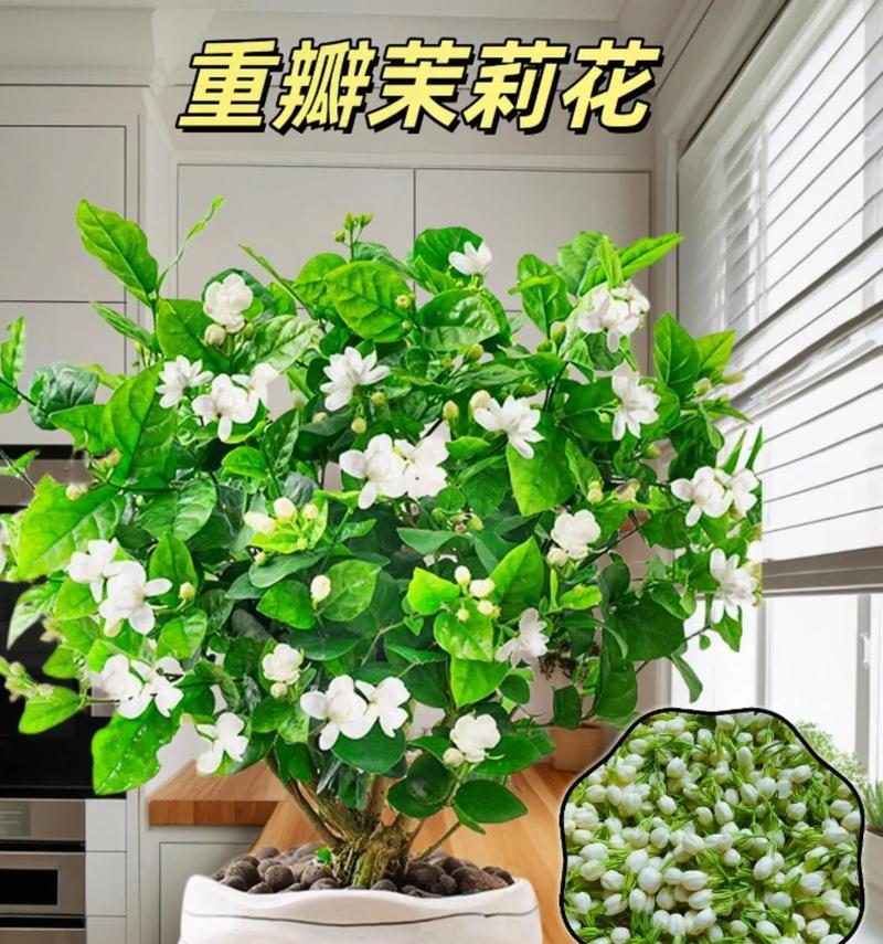 盆花象征爱情的花是什么？哪种盆花代表爱情？
