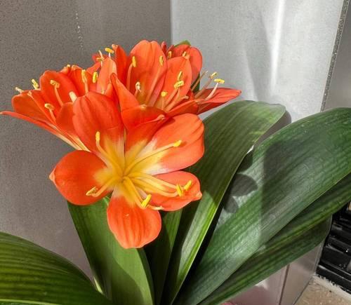 盆花象征爱情的花是什么？哪种盆花代表爱情？