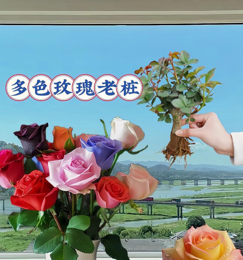 有寓意的盆栽纯色玫瑰花有哪些？如何挑选？