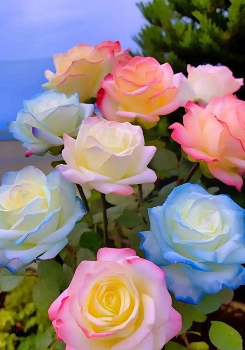 不同颜色玫瑰花象征什么？玫瑰花颜色的寓意是什么？