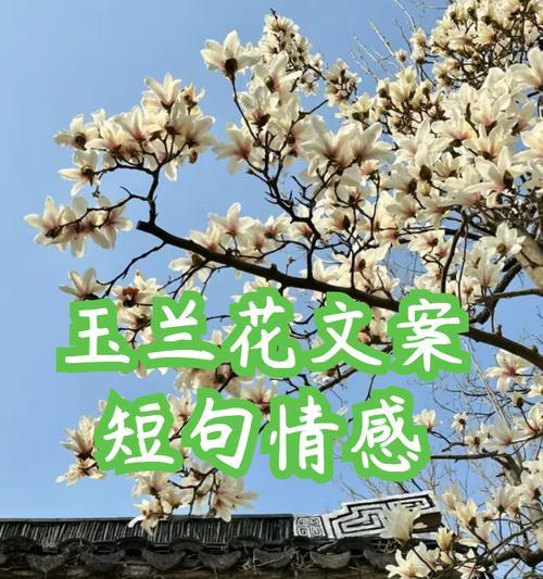 哪种花象征着阳光和浪漫？它的花语是什么？