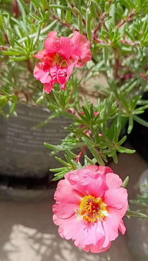哪种花象征着阳光和浪漫？它的花语是什么？