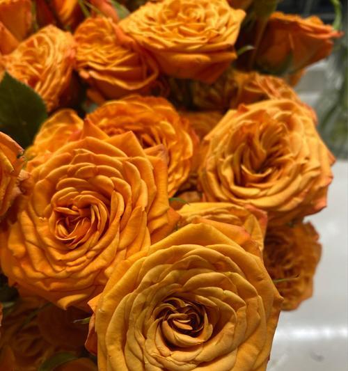 橙色芭比花语是什么？多头玫瑰花语有何特别？