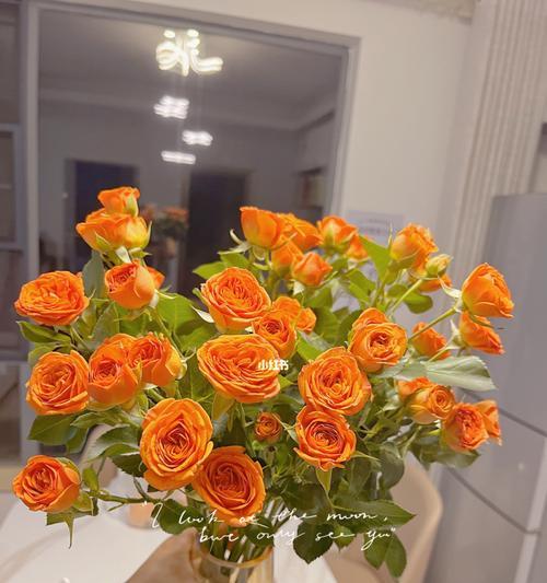 橙色芭比花语是什么？多头玫瑰花语有何特别？