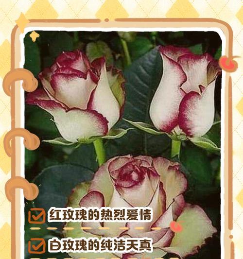 爱情花有哪些寓意？如何选择寓意美好的花？