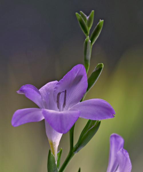 爱情花有哪些寓意？如何选择寓意美好的花？
