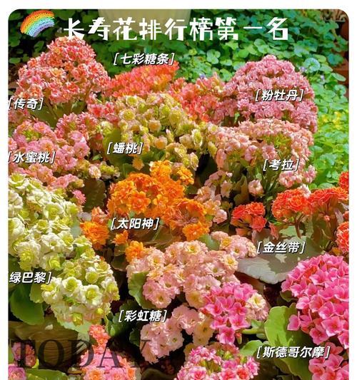 哪些花象征身体健康？它们的寓意是什么？