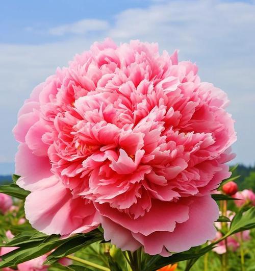 哪些花象征身体健康？它们的寓意是什么？