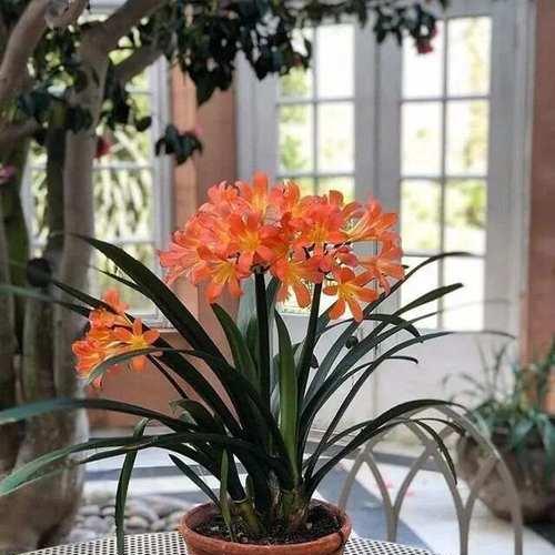 哪些花象征身体健康？它们的寓意是什么？
