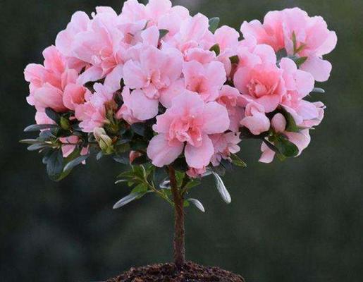 粉红色栀子花象征什么寓意？