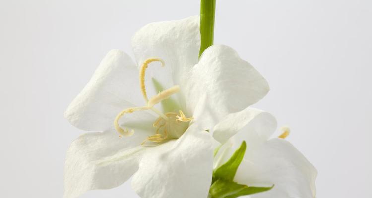 白色植物的花语是什么？它们通常象征着什么？