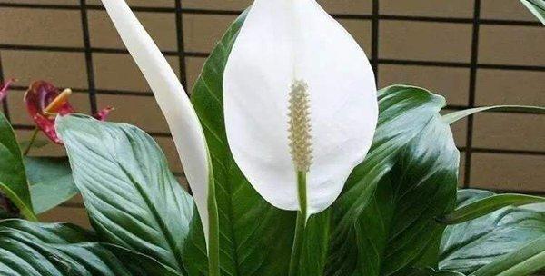 白色植物的花语是什么？它们通常象征着什么？